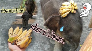 สวัสดีตอนเช้าๆครับ..เอากล้วยมาฝากจ้าาน้องตะวัน