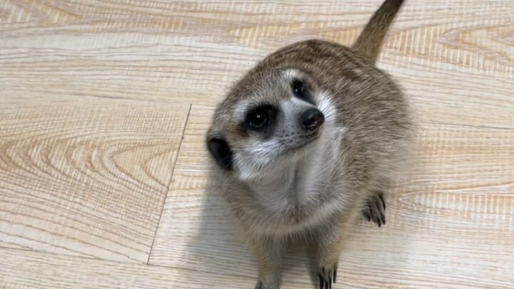 Can meerkats recognize their owners like dogs do?