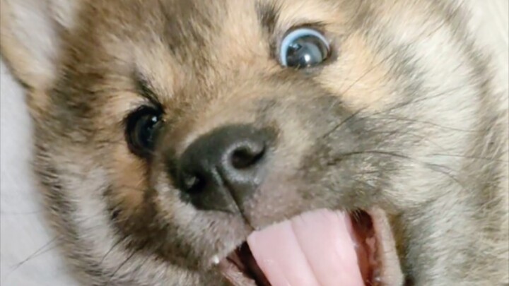 ไอ้หมาขี้แพ้อย่างไม่ไม่ ผลออกมาแล้ว!! ไม่น่าเลย…