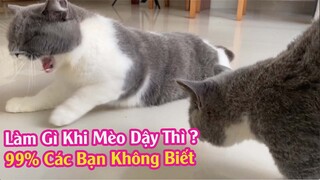 Làm Gì Khi Mèo Đến Tuổi Dậy Thì  - 99% Các Bạn Không Biết