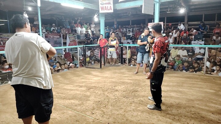 CFC GALLERA 3WINS, Championship fyt.3rd fyt Loss to a better opponent😥