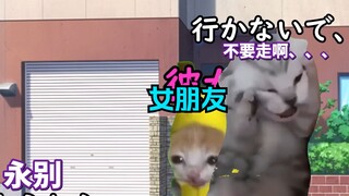 【熟肉】快枪手 | 猫meme
