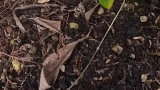 Tetangga saya orang Jerman bilang kucing saya pergi ke rumahnya dan mengumpat setiap hari...