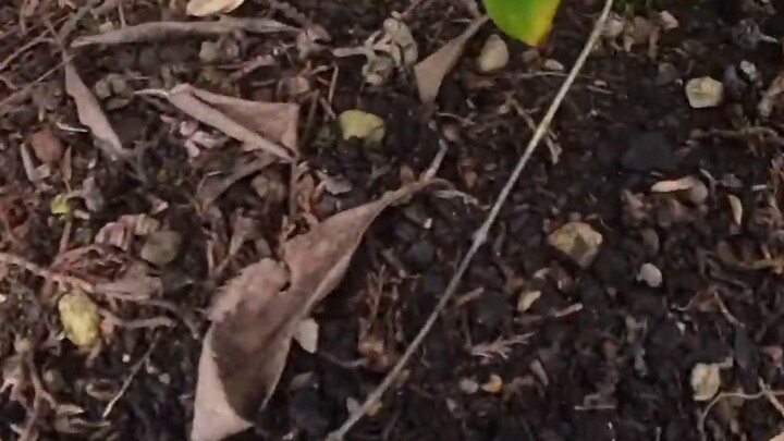 My German neighbor said my cat goes to his house and curses every day...