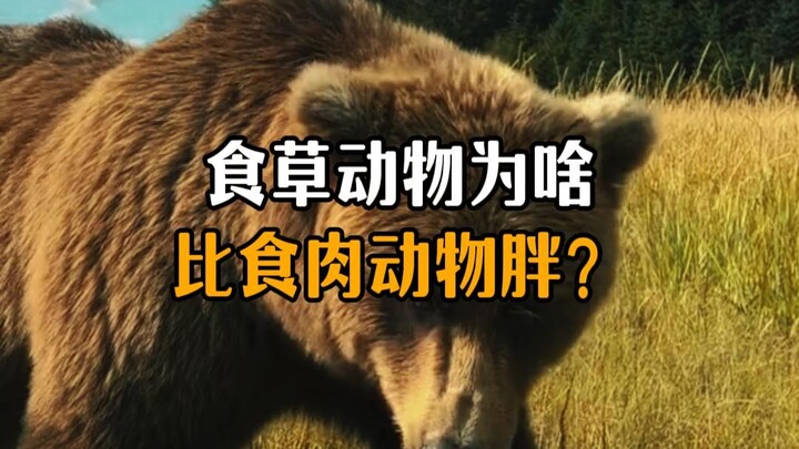 ทำไมสัตว์กินพืชถึงมักอ้วนกว่าสัตว์กินเนื้อ?