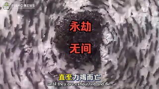 Bạn đã hiểu rõ "vòng xoáy tử thần" của loài kiến chưa❗️ Chẳng phải chúng ta cũng giống như những chú