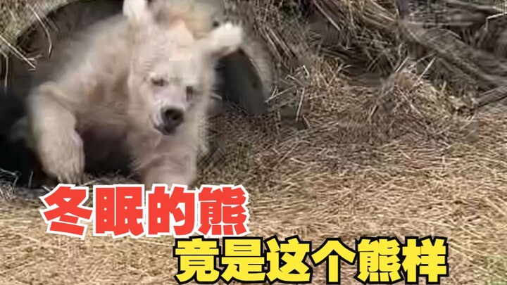 It turns out this is what a bear looks like after hibernation!