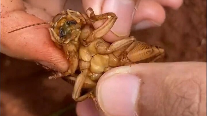 Con dế thậm chí còn nghĩ rằng bạn đã cứu nó, rằng bạn là một người tốt.