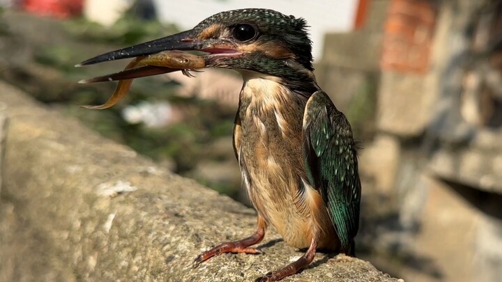 Adegan lucu burung kingfisher menangkap ikan