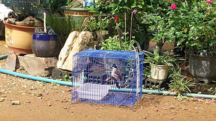 chym chào mào đấu vs hút mật
