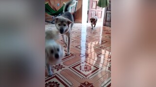 Reply to  đây nhé đủ cả 4 luôn. cunyeucuadua yeucho yeuchomeo cún cúncon chó chómèo chócon chókhôn yeuchomeo chócute pet