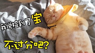 Đừng bao giờ cho mèo vào phòng ngủ, đặc biệt là mèo hoang như mèo nhà tôi.