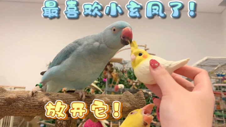 Bandai Parrot Box Eggs—Which one does Little Blue like best?
