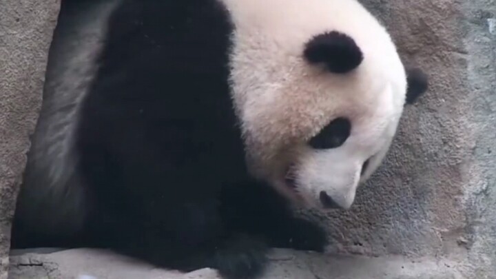 هواهوا، لم تَعُدِ الدبَّ الذي كان عمره أكثر من سنة، لا يمكن إدخالك بعد الآن! [الباندا العملاقة وهواه