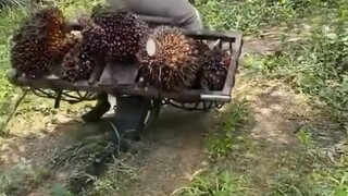 aw