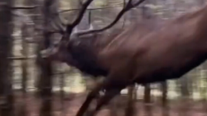 No wonder Santa Claus delivers gifts on a reindeer!