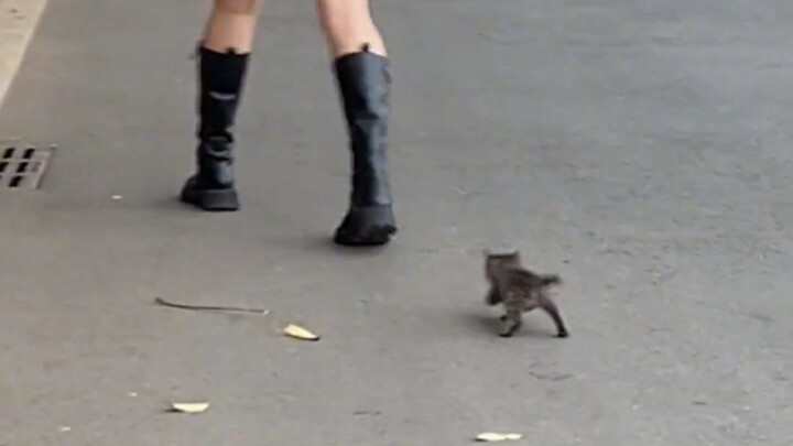 Such a tiny milk kitten—hopping and skipping all over the place has really worn out this little swee