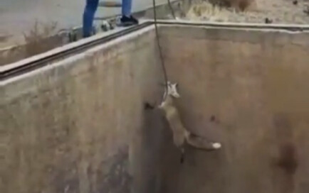The little fox accidentally fell into a deep pit and got trapped. After struggling and jumping for a