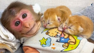 Little monkey: Dad, take it away quickly, this is not my cub!