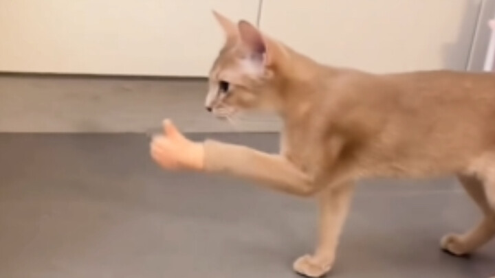 Mèo mèo: Lần sau nhất định!!!