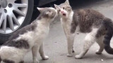 [Mèo cưng] Giải thưởng hành vi đánh nhau của mèo hoang