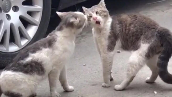 Cats Fights Compilation
