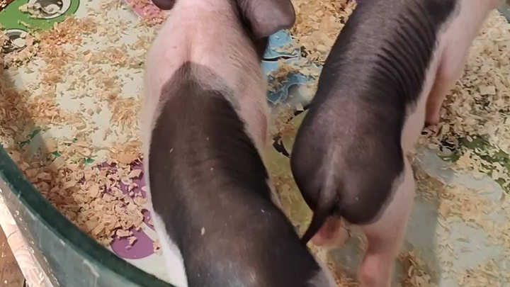 全体注意了，我要宣布个事！