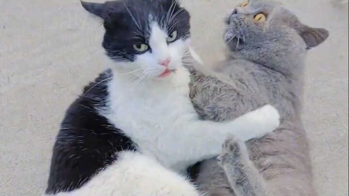 Ketika kucing-kucing sedang berkelahi, tiba-tiba salah satunya kencing.