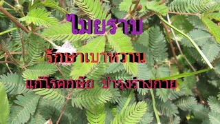 ไมยราบสูตรสมุนไพรรักษาเบาหวาน บำรุงร่างกาย ผอม เลือดจางฯ /โดยฮอยไทยอีสาน