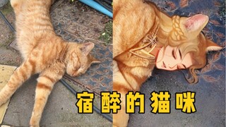 很急！宿醉的猫能不能捡回家啊？