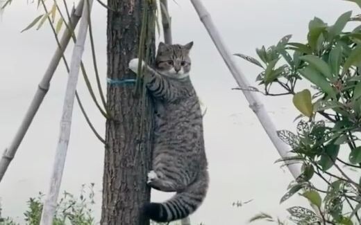 I know it; it’s called Zhilei Mao.