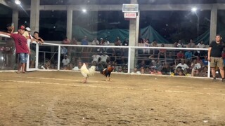 2cock second fight