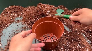 Plant an apple