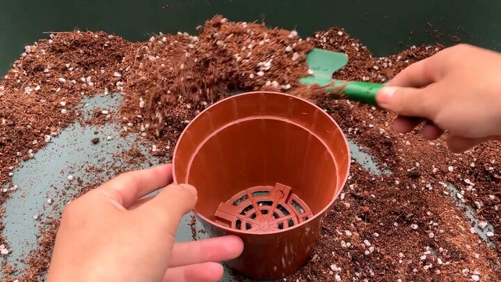 Plant an apple