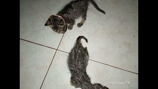 Memory of 2 Kittens, They Are Gone