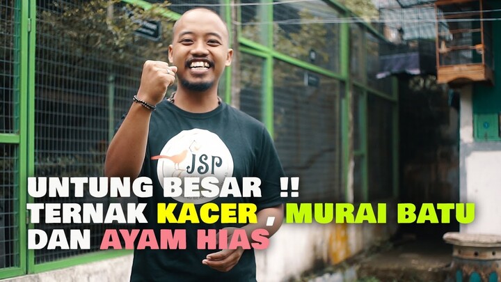 UNTUNG BESAR  !! TERNAK KACER , MURAI BATU DAN AYAM HIAS PHEASANT