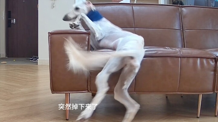 Kaki panjangku menyelamatkanku