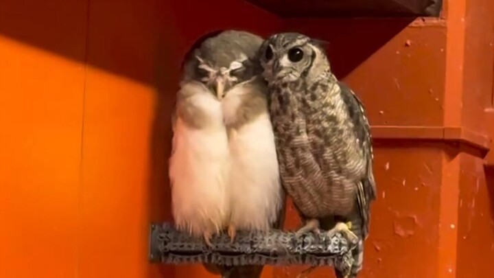 Animal videos that lift your spirits!