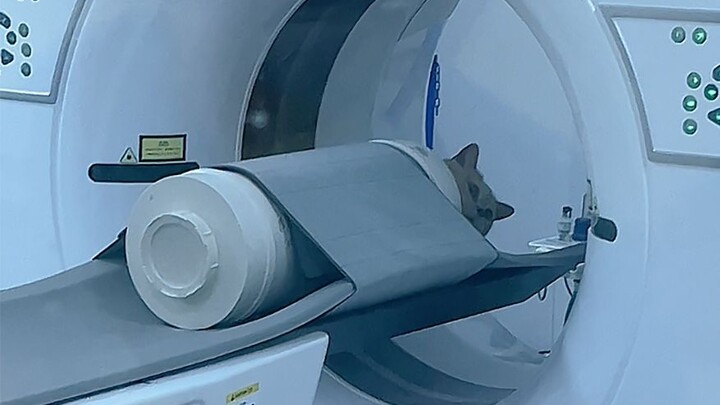 It turns out that doing a CT scan is like canning kittens!