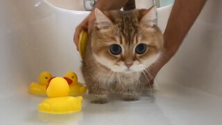 [Satwa] Kucing Ini Nurut Banget Waktu Mandi