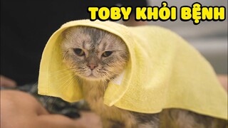 Toby đã trở lại sau những ngày trị bệnh | The Happy Pets #64