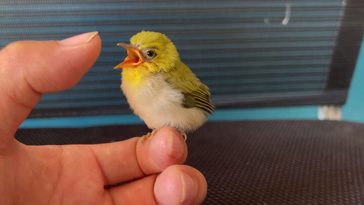 Burung terlihat paling lucu saat mereka masih muda dan dikelilingi oleh orang-orang!