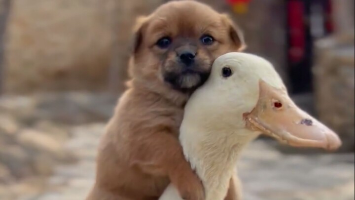 “Anjing kecil itu lucu sekali!!”