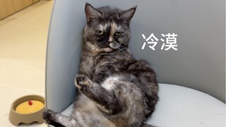 Reaksi kucing kecil pertama yang tinggal selama Festival Musim Semi setelah bertemu kembali dengan p
