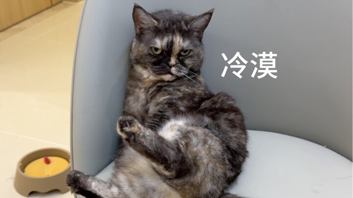第一批春节留守小猫，离别十几天见到主人的反应