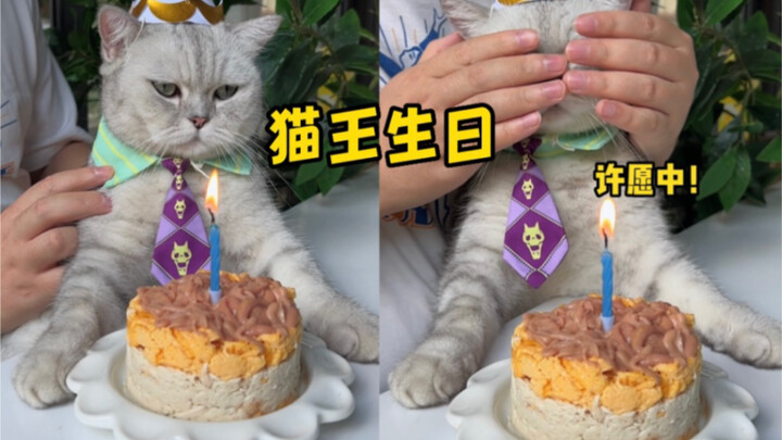 ملك القطط بات في الرابعة من عمره!