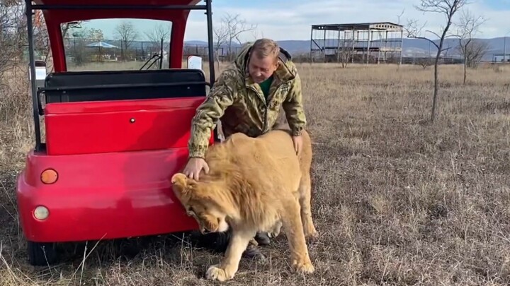Làm thế nào mà tôi dắt sư tử đi chạy bộ?