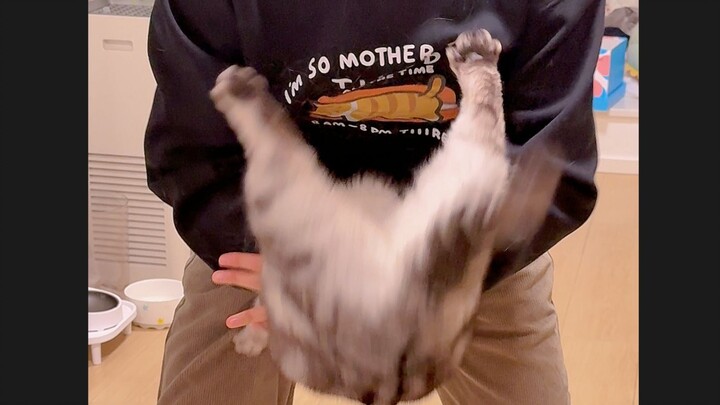 Spinning cat? I don't believe it.