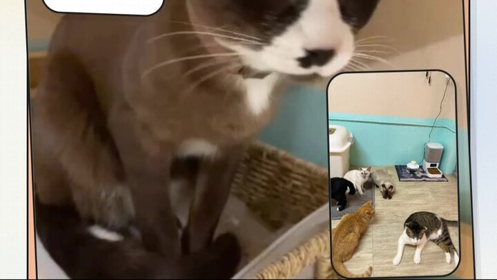 The Cat Café Manager | ผู้จัดการคาเฟ่แมวสี่ขา