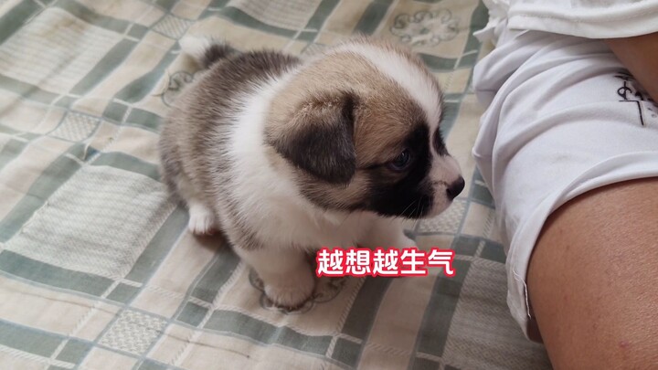 Gimana bisa tega memukul anjing kecil yang imut banget kayak gini?